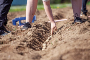 Planting potatoes