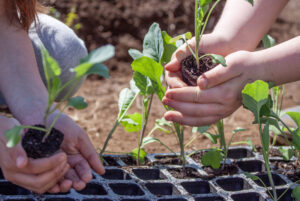 School children planting cabbage