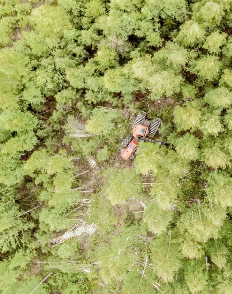 Drone photo of a forest