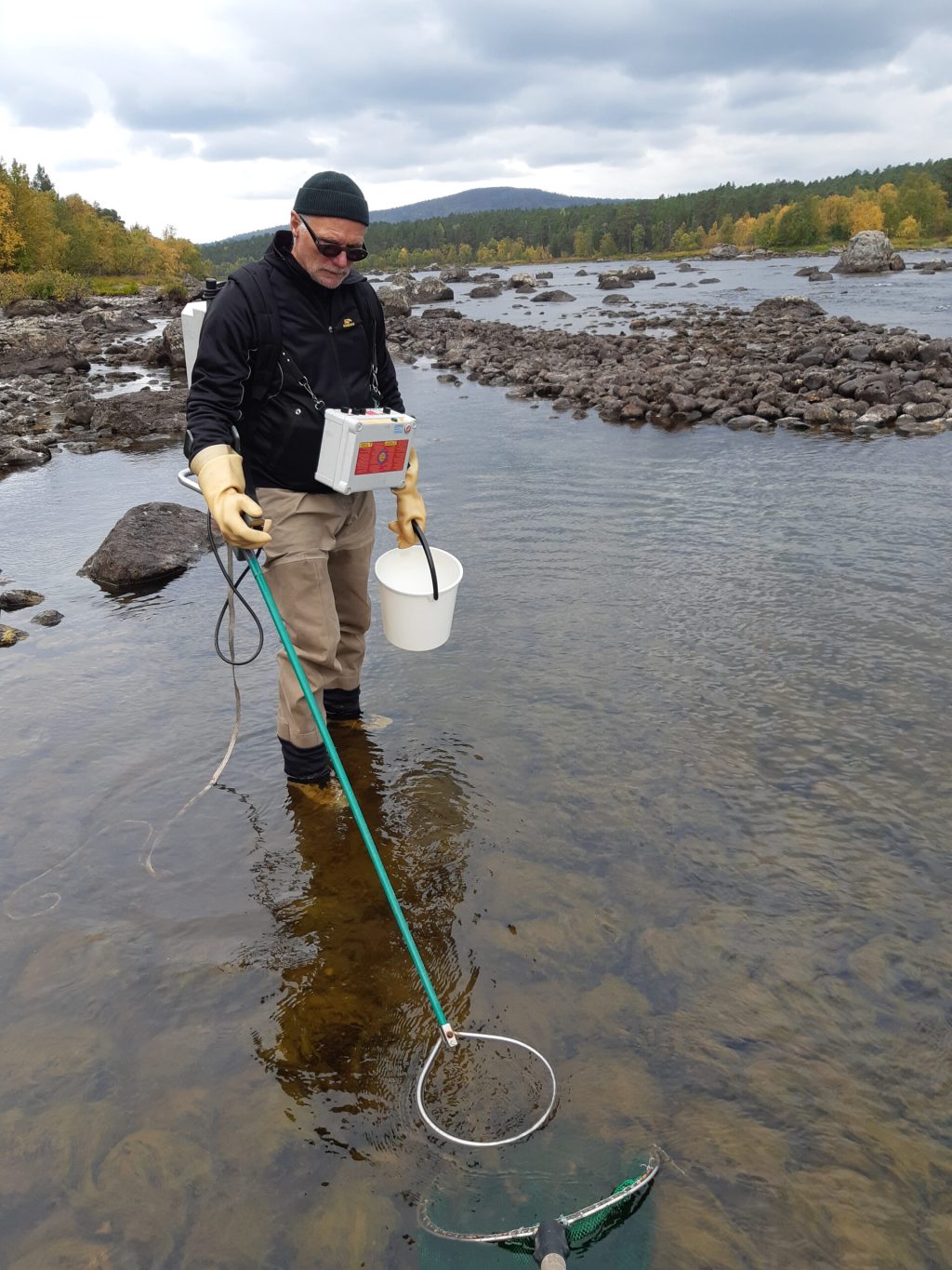 Catching the brown trout