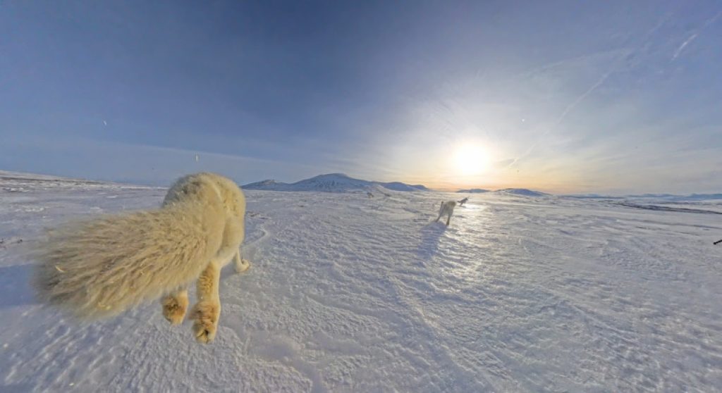 Felles Fjellrev- together for the arctic fox