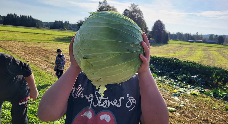 Growing cabbage