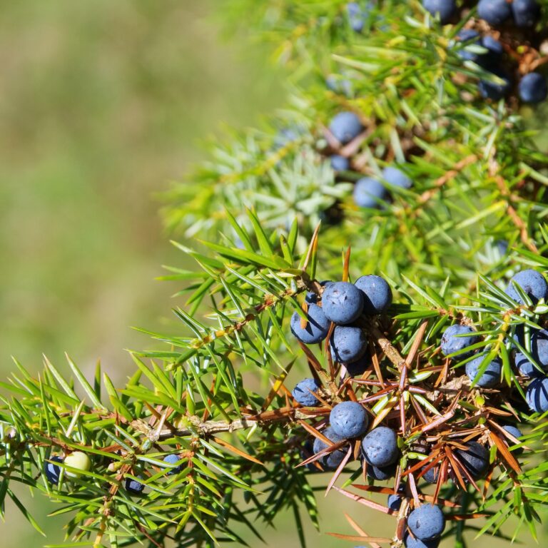 Juniper berries